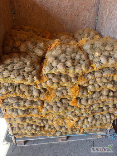 Sprzedam Ziemniaki odmiany surmia żółte kal.+45 worek szyty 15kg na paletach po 70 worków 