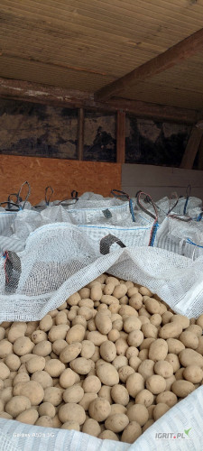 Sprzedam kwalifikowane sadzeniaki Odmiana noblesse kdliber 35-55 
