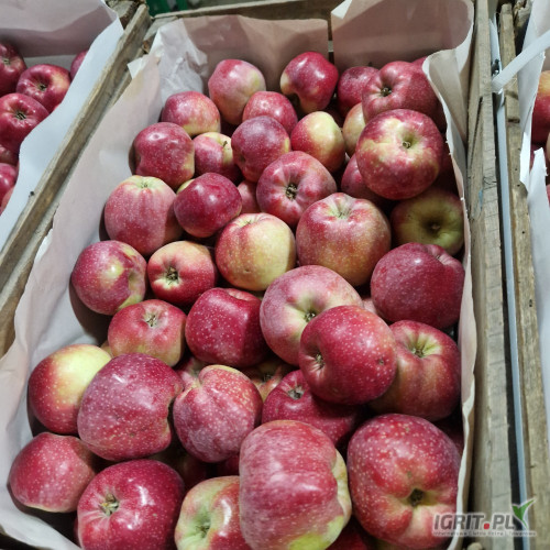 Sprzedam Alwe z KA. Naszykuje w karton lub klatkę od 75+mm