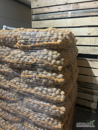 Sprzedam ziemniaki kal 3.5 do 4.5 odmiany Jurek Tajfun Lilly zapraszam do kontaktu cena do uzgodnienia 