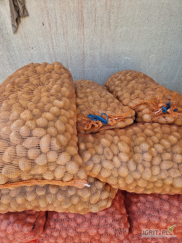 Sprzedam  650 kg soraya  kaliber 25-35 cena 350 zł 