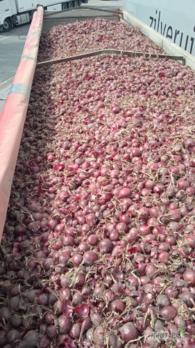 Cebula czerwona na pakowanie. 65%6+,fazor, zdrowa, twarda, mocna czysta łuska. Luz na wywrotce, import, dostawa do klienta w całej...