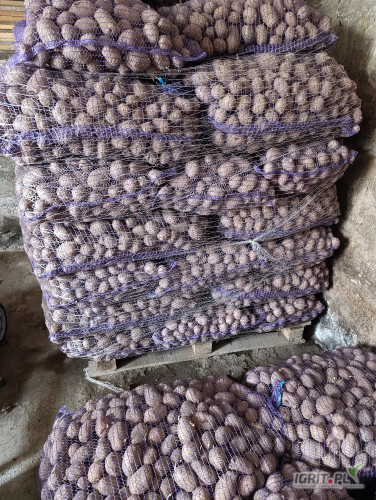 Sprzedam ziemniaki Melody w kalibrach 35-45 ilość 1 ton pozostałości po sadzeniu