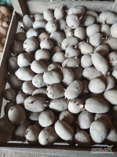 Sprzedam ziemniaki kaliber 35-45 odmiana TAJFUN 3 rok po centrali.