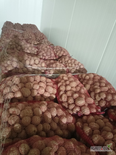 Sprzedam ziemniaki bellaroza i Queen Anna 35-50mm 