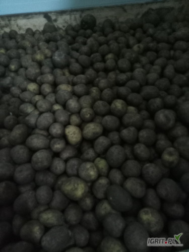 Sprzedam Galę 6 ton wielkość sadzeniaka 3.5-5 zostało po sadzeniu tel 508-937-855