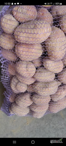 Sprzedam ziemniaki odmiana Bellarosa, rok po centrali 