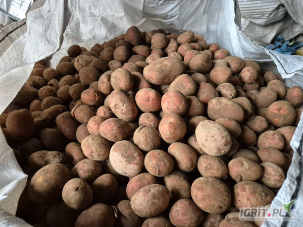 Sprzedam ziemniaki jadalne żółte ilości czerwone 