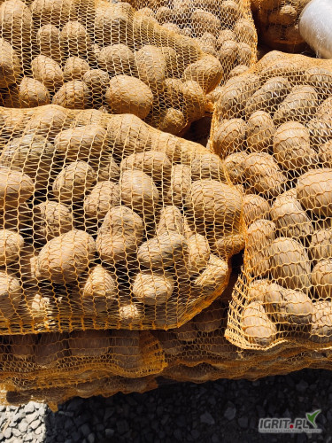 Sprzedam Soraya kal 45+ ilości paletowe twarde bez kła 