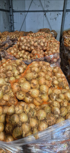 Sprzedam młoda cebule, wyrównany kaliber 4.5-7. 