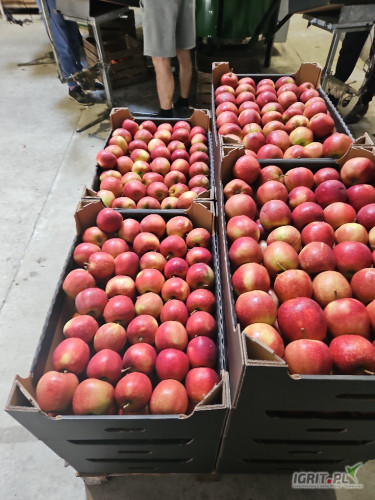 Sprzedam Princa  Szampiona 