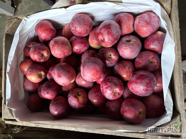 Sprzedam ok 140 klatek empire