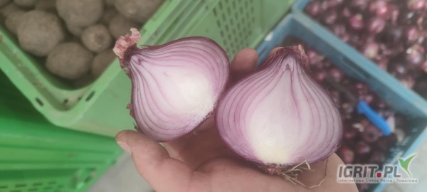 Sprzedam cebule czerwona luz , bigbag , worek 