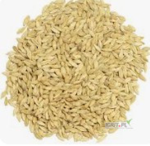 KUPIĘ PSZENŻYTO i JĘCZMIEŃ TYLKO W KUJAWSKO POMORSKIM,ODBIERAM Z MIEJSCA - GOTÓWKA NA WADZE.