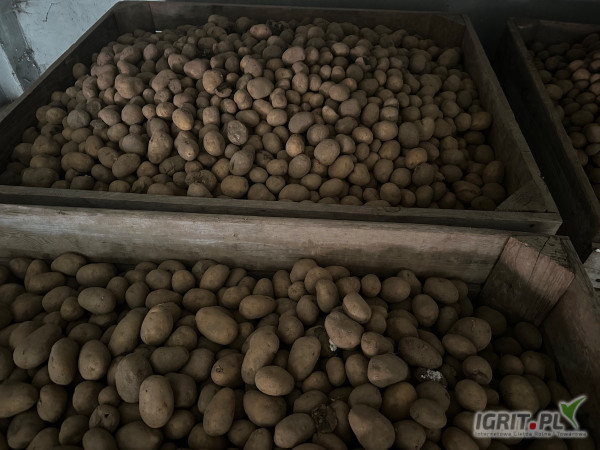 Sprzedam ziemniaki paszowe, więcej informacji pod numerem telefonu 787894045