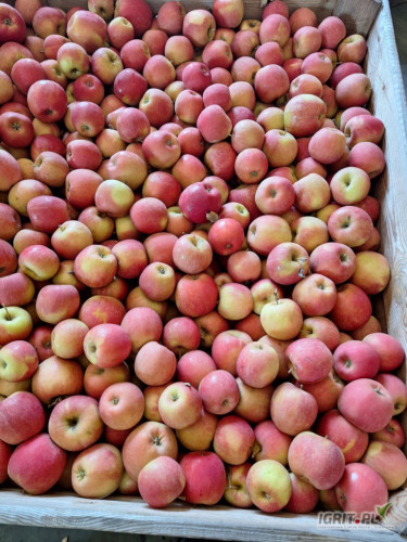 Sprzedam szampiona z ka za wagę 2.8zł