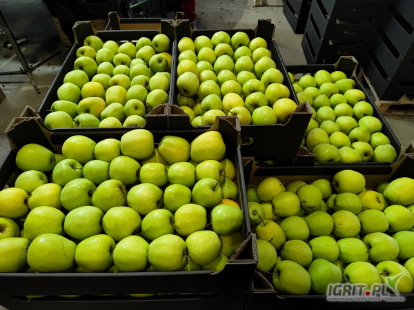 Naszykuje w karton golden 65+