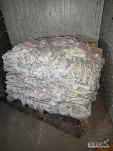 sprzedam  pietruszke z  chlodni   kaliber  handlowy  i  jarzynka  myta   polerowana  lub  brudna  opkowanie  do  uzgodnienia