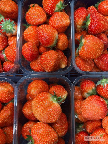 Sprzedam truskawkę Polska Elsanta  