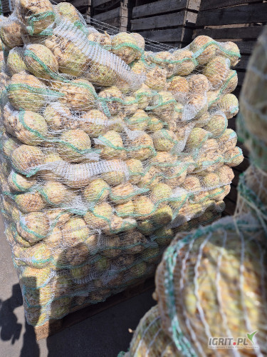 Sprzedam selera brudny lub myty kaliber do ustalenia 