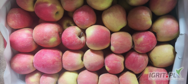 Sprzedam szampon w uniwersalne 100 szt.