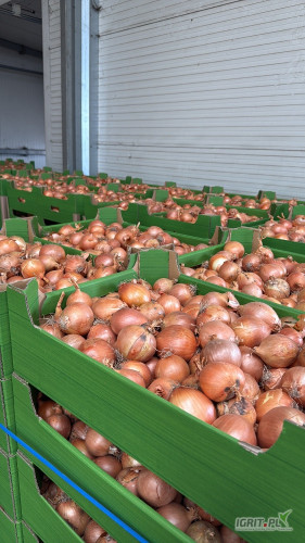 Sprzedam cebulę w worku bądź luzem ładny fazorowany towar 