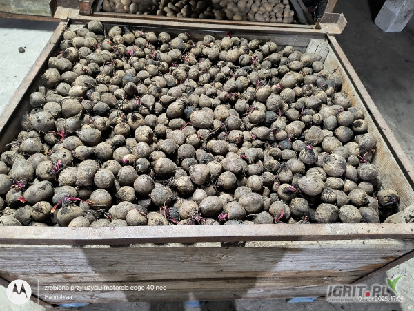 Sprzedam burak czerwony w wymiarze do 5 ilość około 15 ton tel 572183023