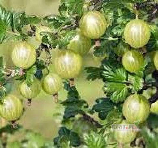 Kupimy agrest (każdą odmianę) zielony i czerwony, w dużych ilościach na przemysł. Zbiór w kisten. Dostawy pełno samochodowe....