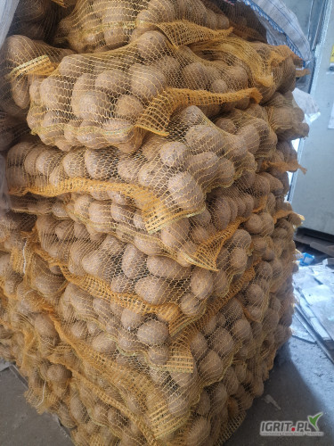 Sprzedam stare ziemniaki żółte Satina Constance worek.szyty.15kg lub bigbag