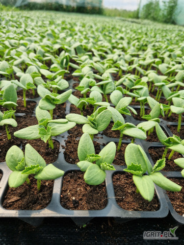 Sprzedam 7tys sadzonek ogorka Allianz w multiplatach. Podlaskie, gmina Choroszcz.