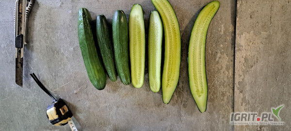 Sprzedam Ogórka szklarniowego 2 klasa. Duże ilości. Worek lub skrzynia. Możliwy transport. Kalisz. Tel 884 883 858 