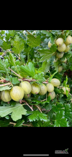 Witam sprzedam agrest zielony ręcznie zrywany 500 kg dzienie . Więcej inofowmcji udzielę telefoniczni.  zbiór od 20 czerwca. 