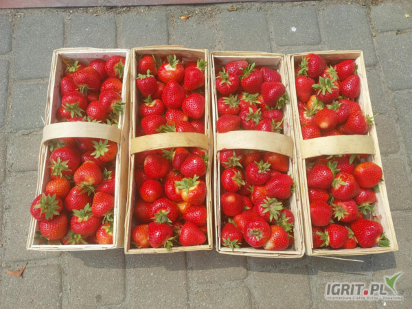 Sprzedam jutro truskawkę ( towar ładny i sztywny ) 400 - 700 koszy odmiany: Rumba, Falco.
