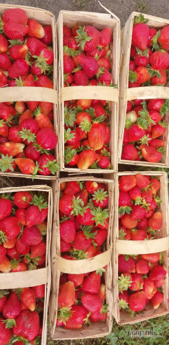 Sprzedam truskawkę gruntową, do wieczora 1500 łubianek, cena do ustalenia. Okolice Grójca - Warki. Kontakt tylko telefoniczny Tel. 607...