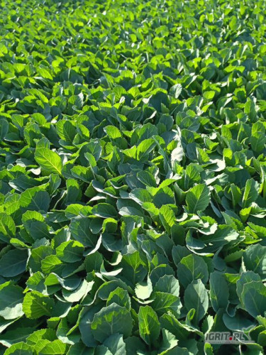 Sprzedam rozsadę kapusty odmiany prodikos cyclone storidor congama dostępne duże ilości.przy większej ilości możliwy transport