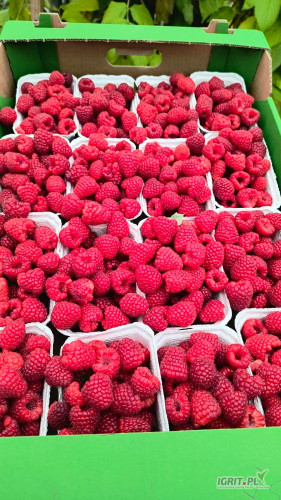 Sprzedam maline testowana super jakość ilości hurtowe 