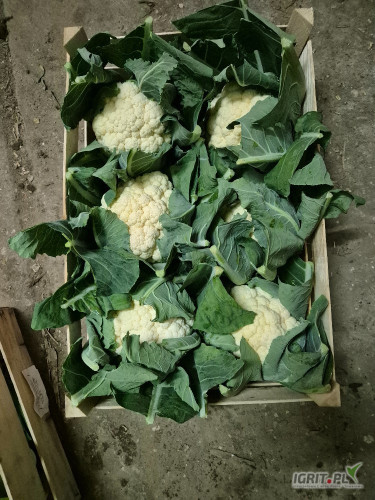 Sprzedam kalafior 6 ladny bialy skrzynka ponad 9kg. Wiecej pod tel ilości paletowe nie całe auta.