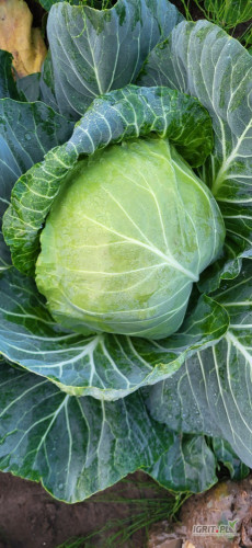 Witam ,sprzedam kapustę młodą duże główki cena do ustalenia woj. Mazowieckie byłe Radomskie chętnych zapraszam do kontaktu pod...
