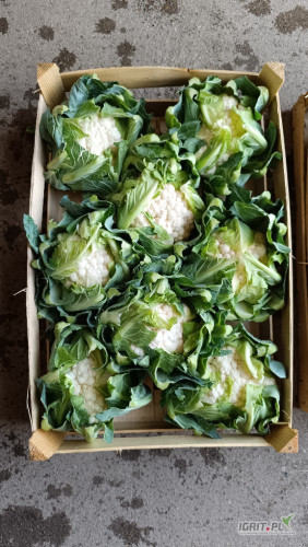 Sprzedam kalafior ósemkę 