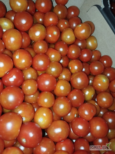 Sprzedam Pomidora cherry 2 klasa. Około 2 ton. 4,5zł/kg Kalisz. Możliwy transport. Tel 884 883 858 