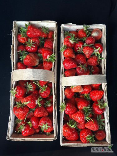 Sprzedam około 1000 koszy truskawki odmiany APRICA. Świeżo rwana 