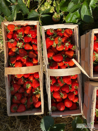 Sprzedam 1000 koszy świeżo rwanej truskawki odmiany Aprica. Truskawka w nowych koszykach 