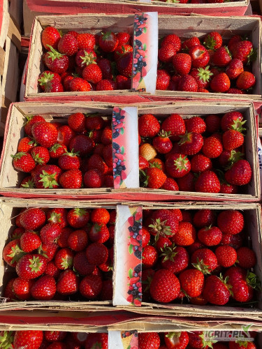 Sprzedam popołudniowy zbiór Rumby około 300 łubianek 