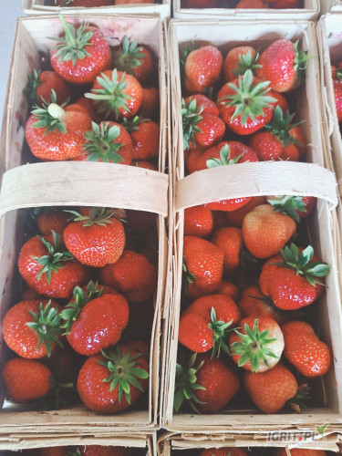 Sprzedam do godziny 13  około 150 łubianek Faith z młodej plantacji.