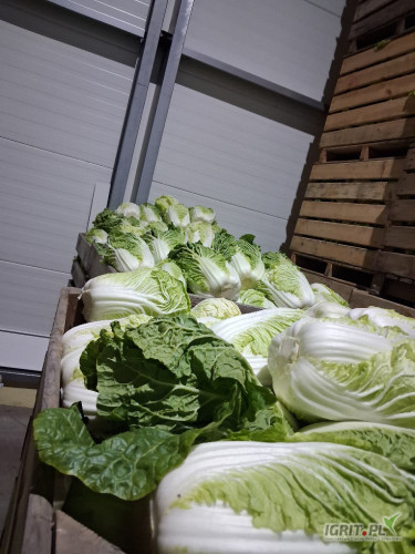 Sprzedam kapustę pekińską kaliber 2-2,4 kg 