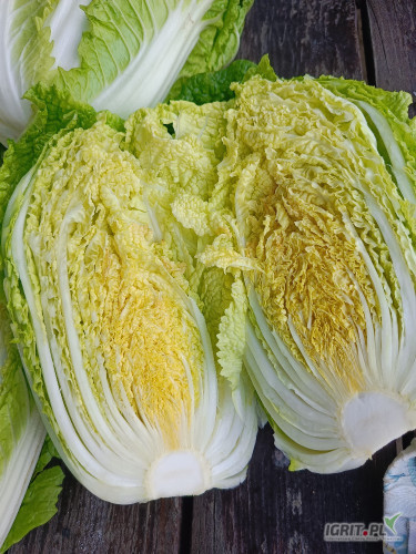 Sprzedam kapustę pekińską. Towar czysty, bez robaka, zdrowy. Kaliber od 0,7kg.