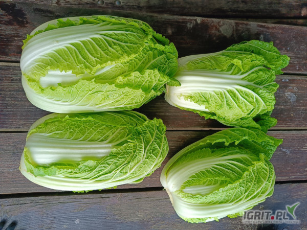 Sprzedam kapustę pekińską. Towar czysty, bez robaka, zdrowy. Kaliber od 0, 7kg. Naszykuję pod zamówienie. Cena na czysto w kartonie...