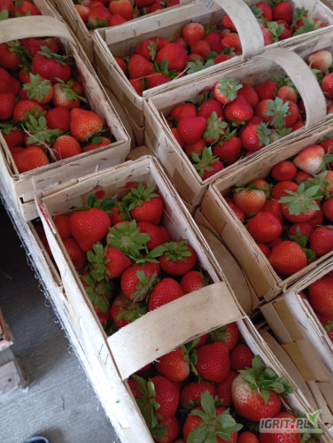 Merling Allure 700 koszy gotowe 