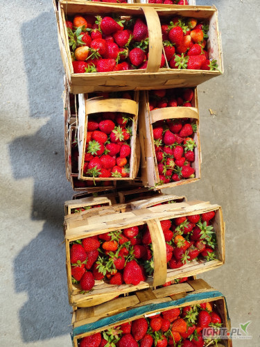 Sprzedam ładną aroze 300 koszyków 