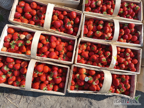 Sprzedam okolo150 -200koszy rumby w trakcie rwania.